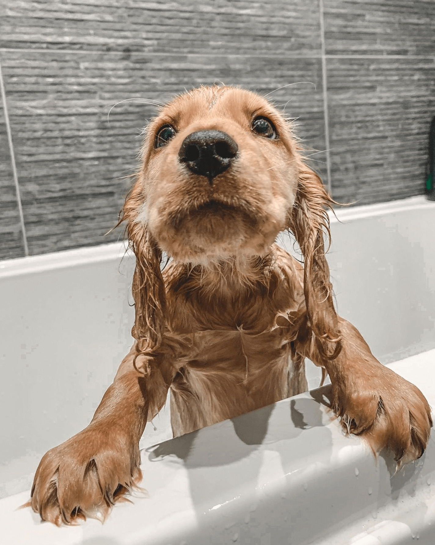 Eau de Dog Bath